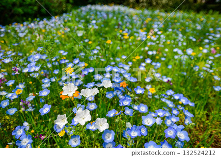 花壇與春天的花朵 132524212