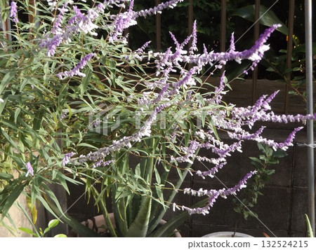 盛開的銀葉鼠尾草 132524215