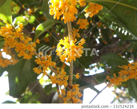 Kannazuki Osmanthus turns golden Kannazuki Osmanthus turns golden 132524216