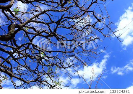 秋日的天空透過枯樹縫隙灑下。 132524281