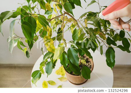 Hand watering indoor ficus tree on white table with spray bottle. Sick houseplant concept 132524296