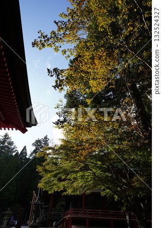 Trees beginning to turn red in the grounds of Enryakuji Temple on Mount Hiei 132524327