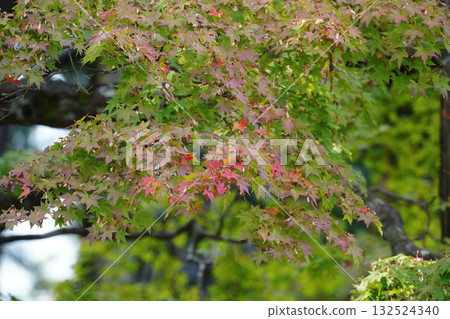 Trees beginning to turn red in the grounds of Enryakuji Temple on Mount Hiei 132524340