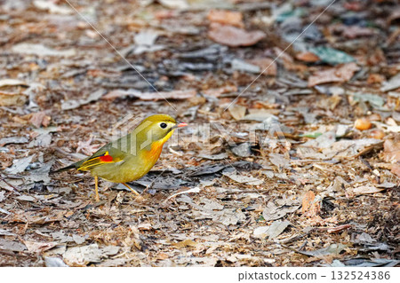 冬日森林中的紅冠夜鷺 | 一種充滿活力的入侵性野生鳥類 冬日森林中的紅冠夜鷺 | 一種充滿活力的入侵性野生鳥類 132524386