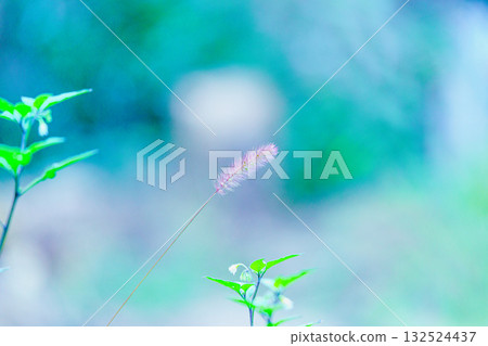 Green foxtail and blurred background Green foxtail and blurred background 132524437