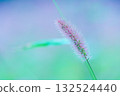 Green foxtail and blurred background 132524440