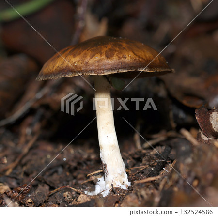 橫向拍攝的紫菇(戶外田野真菌和蘑菇微距攝影) 橫向拍攝的紫菇(戶外田野真菌和蘑菇微距攝影) 132524586