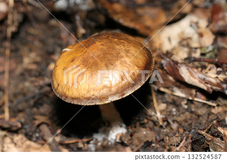 Dark brown Uramurasakimeji mushroom (macro photography of fungi and mushrooms in the natural environment) Dark brown Uramurasakimeji mushroom (macro photography of fungi and mushrooms in the natural environment) 132524587