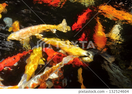 Nishikigoi carp like a coloring book 132524604