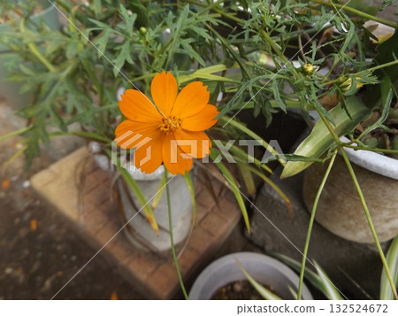 orange cosmos flowers orange cosmos flowers 132524672