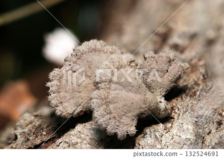Grayish-white Schizophyllum commune covered with coarse hairs (outdoor field fungi and mushrooms macro photography) Grayish-white Schizophyllum commune covered with coarse hairs (outdoor field fungi and mushrooms macro photography) 132524691