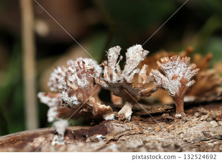 Brown and grayish-white Schizophyllum commune covered with coarse hairs (outdoor field fungi and mushrooms macro photography) 132524692