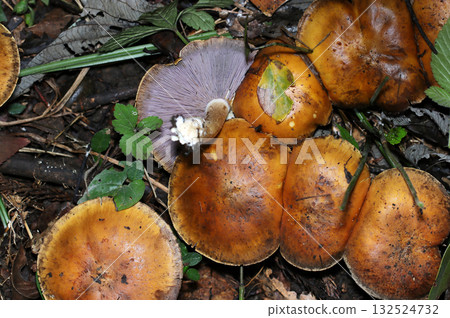 A colony of Uramurasakimeji mushrooms with purple gills that contrast with the dark brown color (macro photography of mushrooms in the wild) A colony of Uramurasakimeji mushrooms with purple gills that contrast with the dark brown color (macro photography of mushrooms in the wild) 132524732