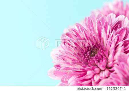 粉紅色噴霧菊花的微距照片，藍色背景 02 132524741