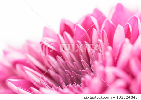 白色背景上的粉紅色菊花微距照片 13 132524843