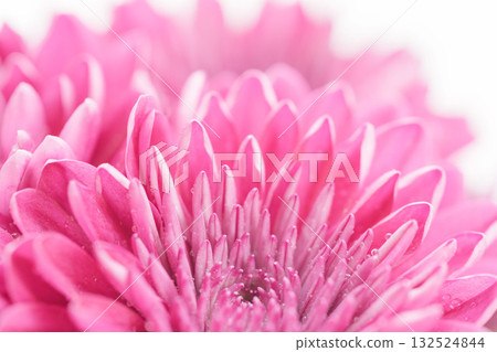 Pink chrysanthemum flowers macro shot on white background 14 Pink chrysanthemum flowers macro shot on white background 14 132524844