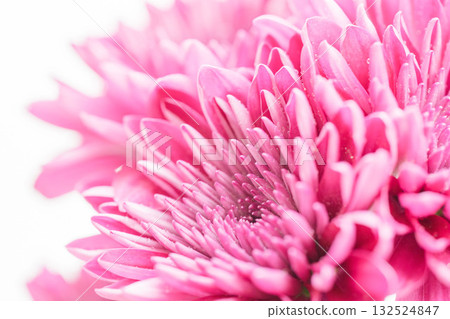 白色背景上的粉紅色菊花微距照片 17 132524847