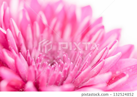 Pink chrysanthemum flowers macro shot on white background 22 Pink chrysanthemum flowers macro shot on white background 22 132524852
