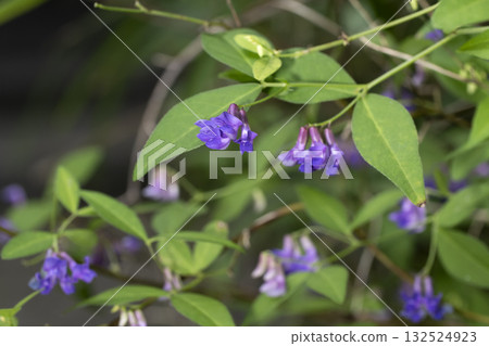 Nanten Hagi Nanten Hagi 132524923