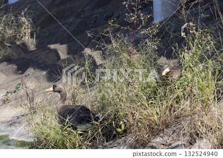 Magan Magan 132524940