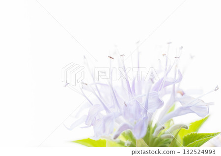白色背景上的蜂香薄荷花蕾微距攝影 06 132524993