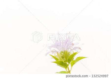 Macro photography of Monarda buds on a white background 10 132524997