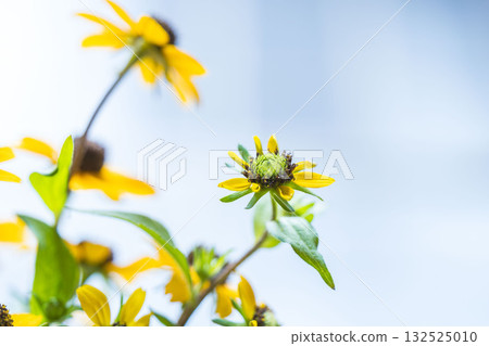 拍攝金光菊（Rudbeckia takao）的黃花 26 132525010