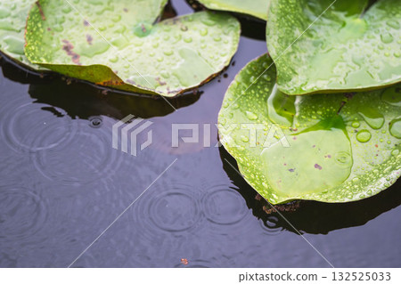 A pond in the summer rain - lotus leaves wet with water droplets 18 132525033