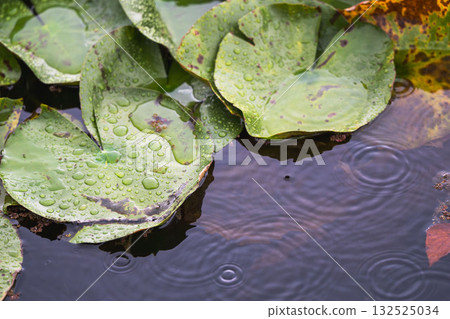 A pond in the summer rain - lotus leaves wet with water droplets 19 A pond in the summer rain - lotus leaves wet with water droplets 19 132525034