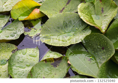 A pond in the summer rain - lotus leaves wet with water droplets 26 A pond in the summer rain - lotus leaves wet with water droplets 26 132525040