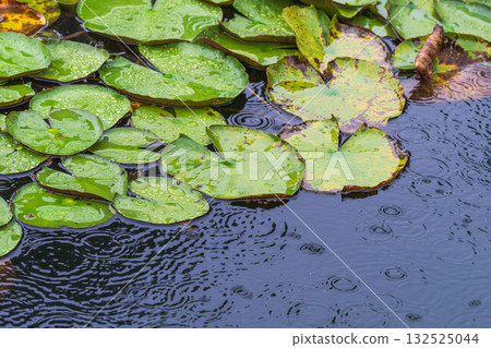 A pond in the summer rain, lotus leaves wet with water droplets 30 A pond in the summer rain, lotus leaves wet with water droplets 30 132525044