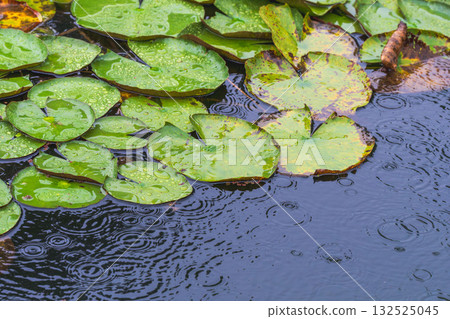 A pond in the summer rain - lotus leaves wet with water droplets 31 A pond in the summer rain - lotus leaves wet with water droplets 31 132525045
