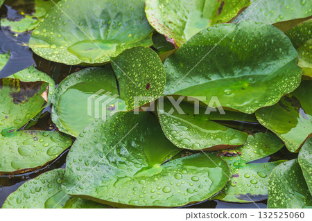 A pond in the summer rain - lotus leaves wet with water droplets 46 A pond in the summer rain - lotus leaves wet with water droplets 46 132525060