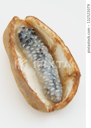 Akebi fruit Akebi fruit 132525079
