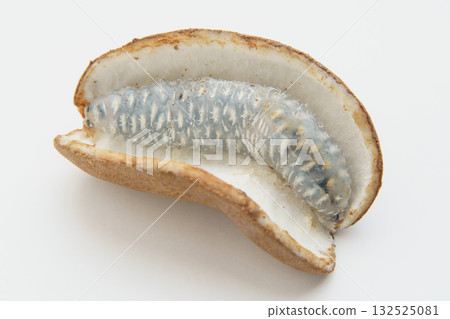 Akebi fruit 132525081
