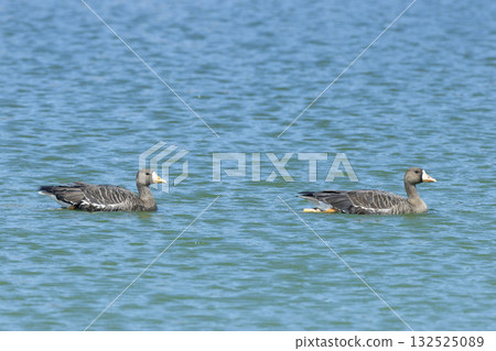 Magan Magan 132525089