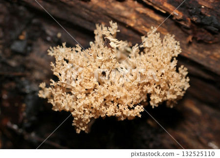 Beautiful sea coral-like shaped genus Acanthus (natural fungal mushroom macro photography) Beautiful sea coral-like shaped genus Acanthus (natural fungal mushroom macro photography) 132525110