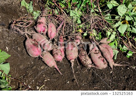 Fresh digested sweet potatoes 132525163
