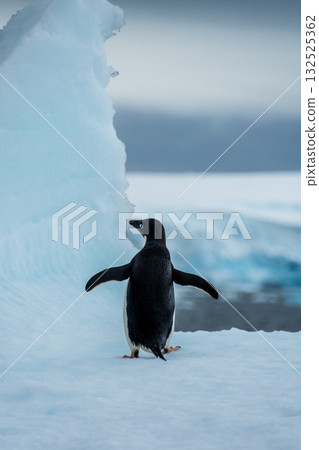 Adelie Penguin standing on an iceberg 132525362