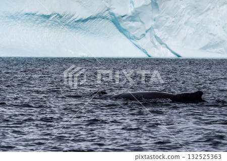 Detail of a humpback dorsal fin and blow hole 132525363