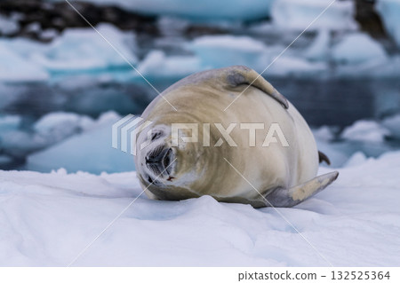 Crabeater Seal resting on a sheet of ice 132525364