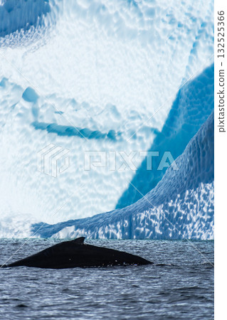Close-up of the back and dorsal fin of a humpback whale 132525366