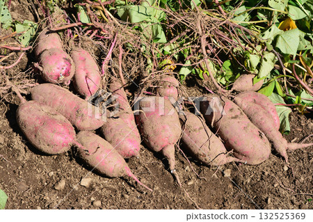 新鮮消化的紅薯 132525369
