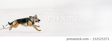 Training Of German Shepherd Dog. Alsatian Wolf Dog. Attack And Defence. Winter Snowy Day. Training Of German Shepherd Dog. Alsatian Wolf Dog. Attack And Defence. Winter Snowy Day. 132525371