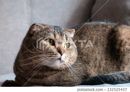 Scottish Fold cat resting on the sofa 132525437