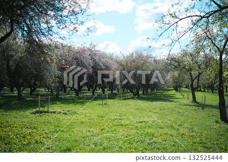Flowering trees in the city park Flowering trees in the city park 132525444