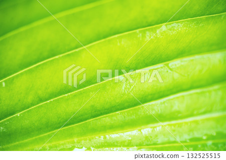 Green Leaf Texture as Background 132525515