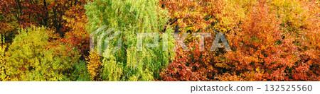 Autumn foliage of trees as a background 132525560