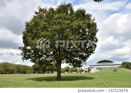 薩穆卡瓦中央公園裡的大樹和白雲 薩穆卡瓦中央公園裡的大樹和白雲 132525670