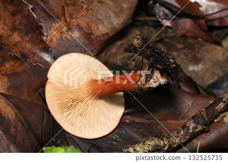 Brown Lactarius mushrooms in the soil of a wooded area in autumn (girdles and stalks, outdoor field fungi and mushrooms macro photography) Brown Lactarius mushrooms in the soil of a wooded area in autumn (girdles and stalks, outdoor field fungi and mushrooms macro photography) 132525735